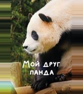 Мой друг панда