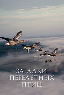 Загадки перелётных птиц